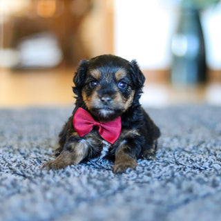 Bobby - Available 5/28