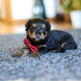Bobby - Available 5/28