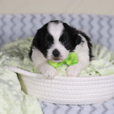 Titan - Available 4/9