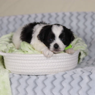 Titan - Available 4/9