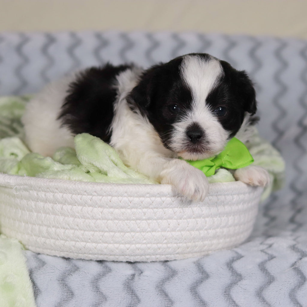 Titan - Available 4/9