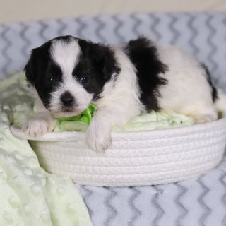 Titan - Available 4/9