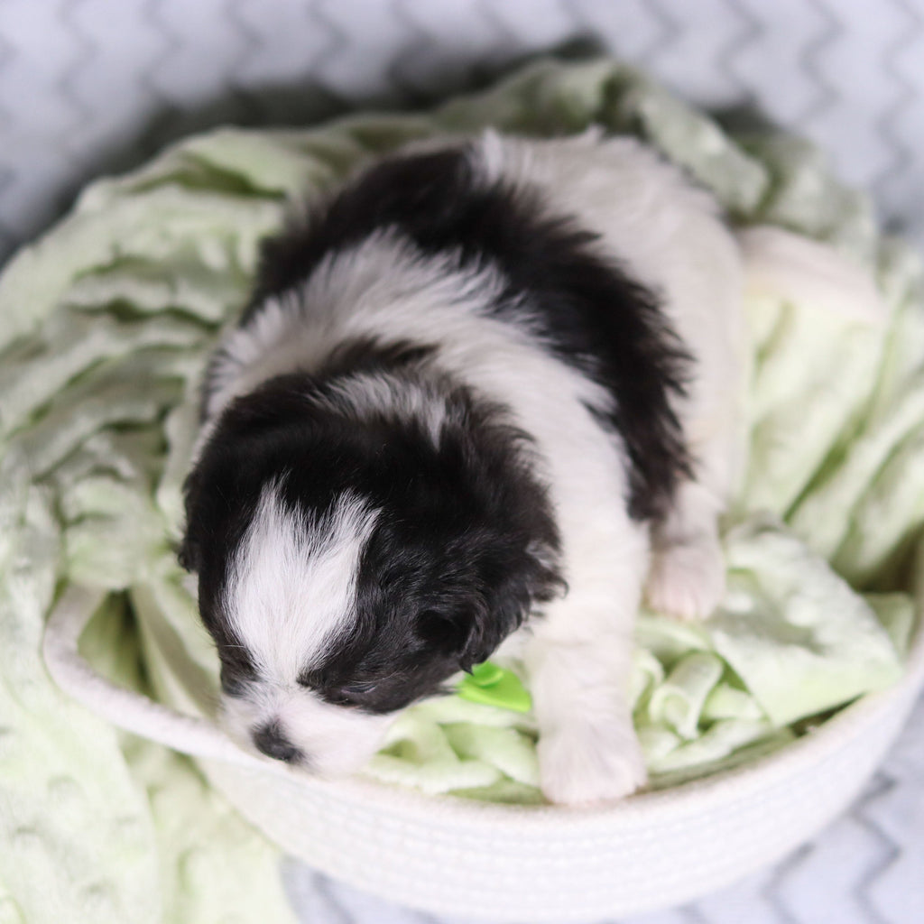 Titan - Available 4/9