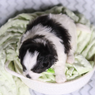 Titan - Available 4/9