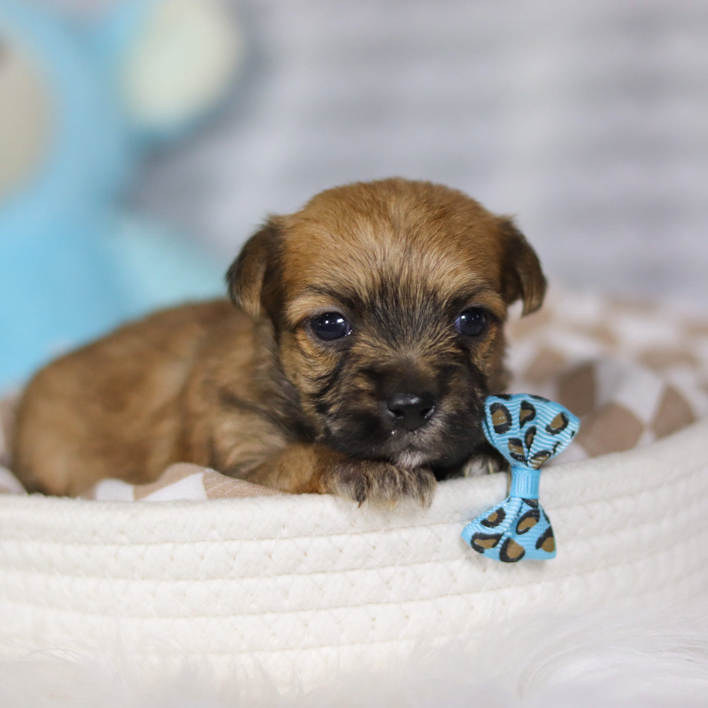 Banyan - Available 4/16