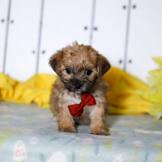 Banyan - Available 4/16