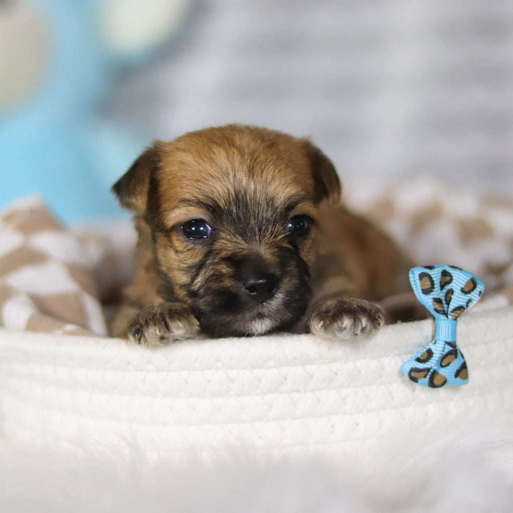 Banyan - Available 4/16