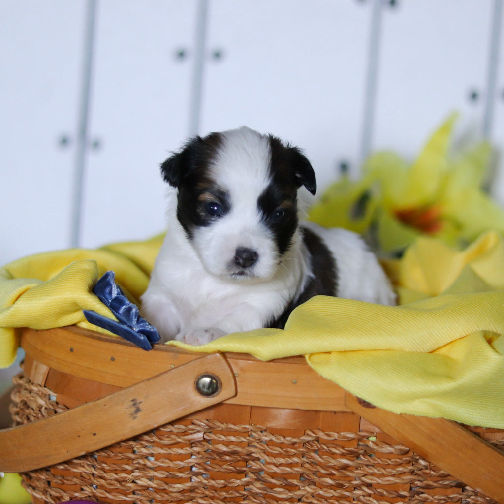Riggins - Available Now