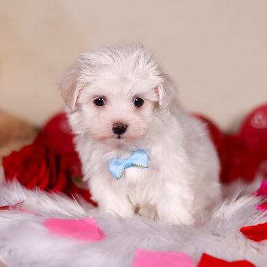 Violet - Available 2/25