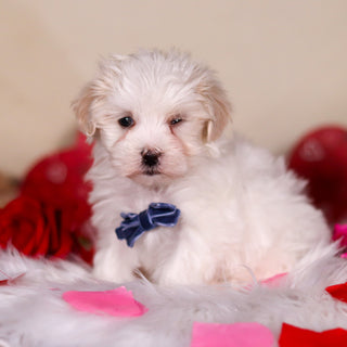 Vienna - Available 2/25