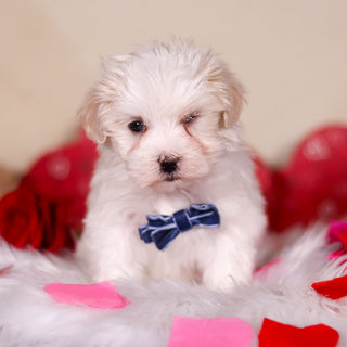 Vienna - Available 2/25