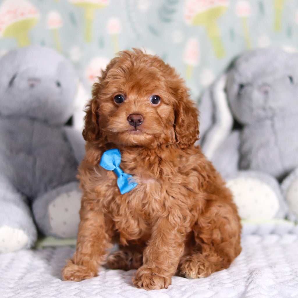 Benny - Available Now