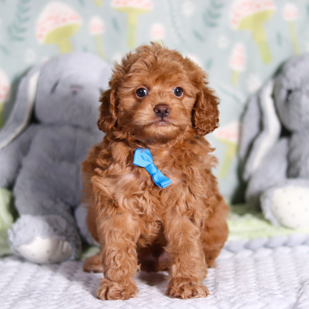 Benny - Available Now