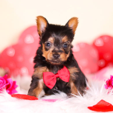 Mickey - Available Now