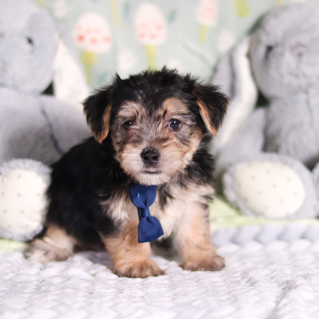 Paxton - Available 3/12