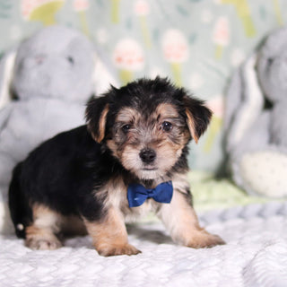 Paxton - Available 3/12