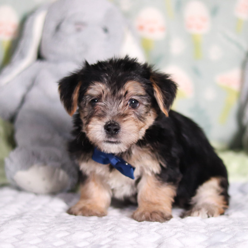 Paxton - Available 3/12