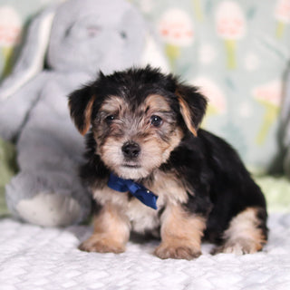 Paxton - Available 3/12