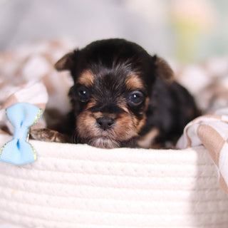 August - Available 3/26