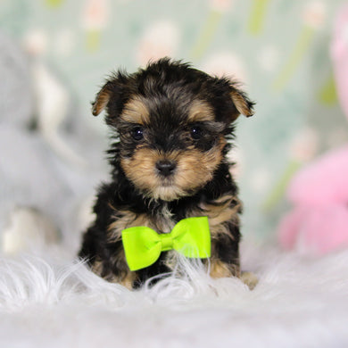 August - Available 3/26