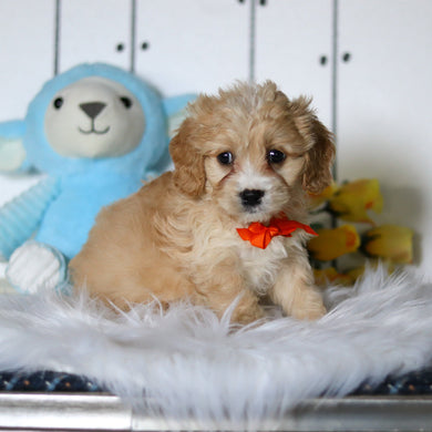 Carlos - Available 4/23