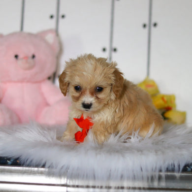 Carson - Available 4/23