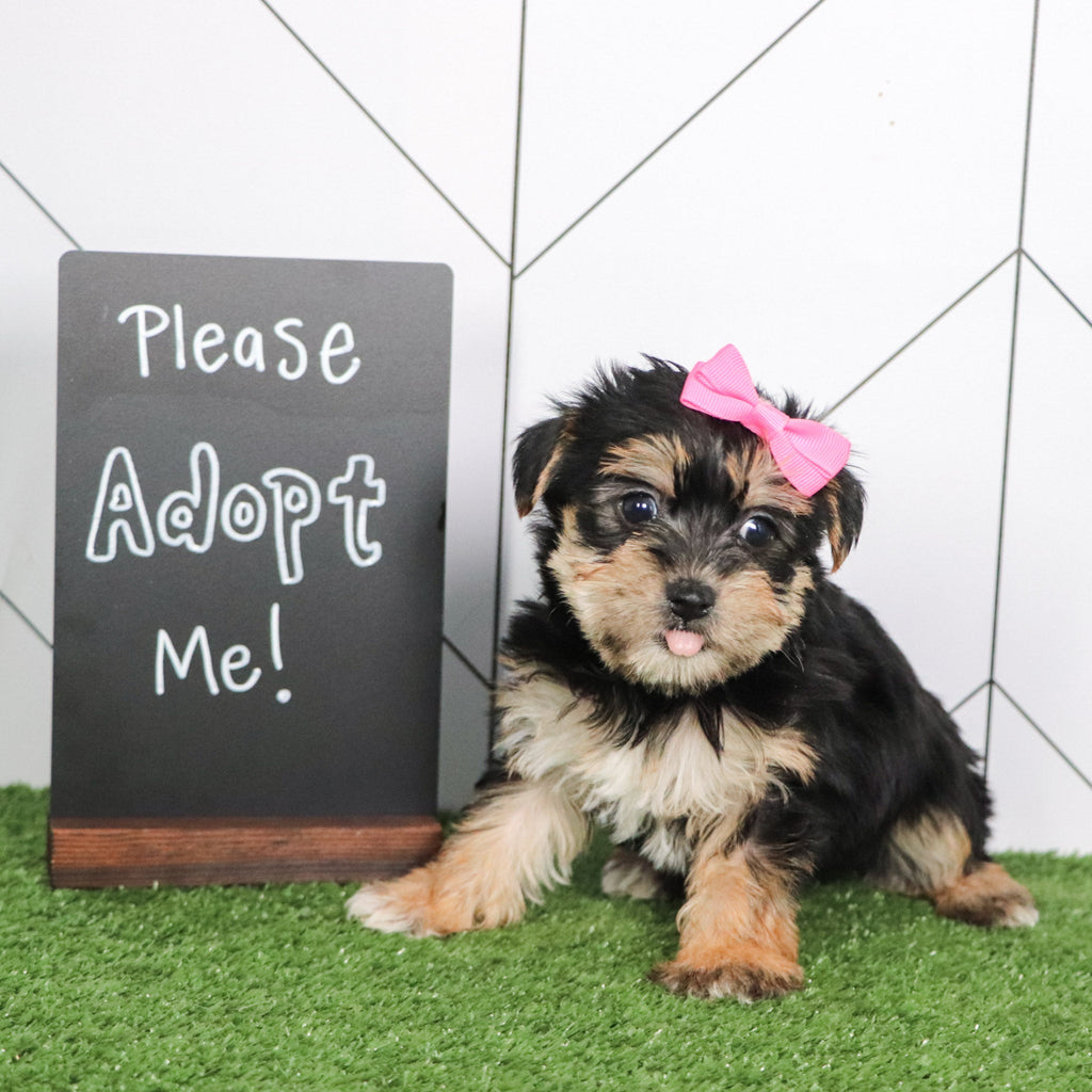 Mabel - Available 3/5