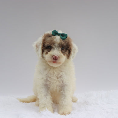 Maeve - Available 7/2