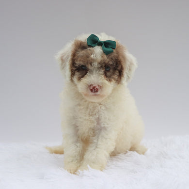 Maeve - Available 7/2