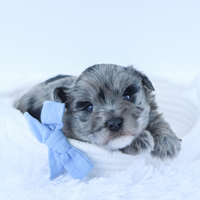 Maine - Available 7/16
