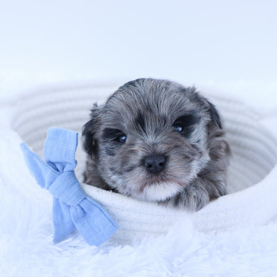 Maine - Available 7/16