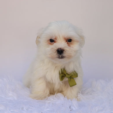 Manny - Available 9/24