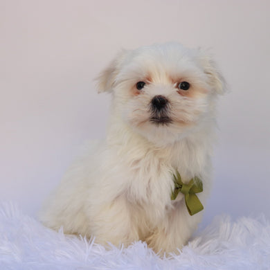 Manny - Available 9/24