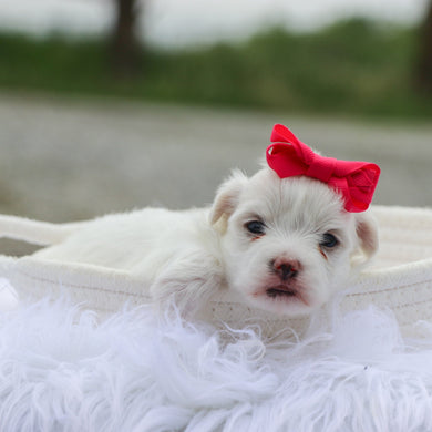 Margot - Available 6/18
