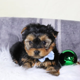 Marion - Available 12/31