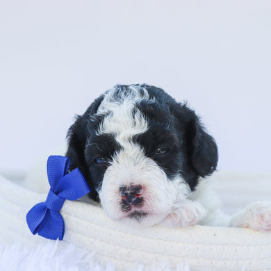 Marlin - Available 7/30