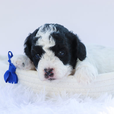 Marlin - Available 7/30