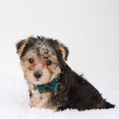 Marlowe - Available Now