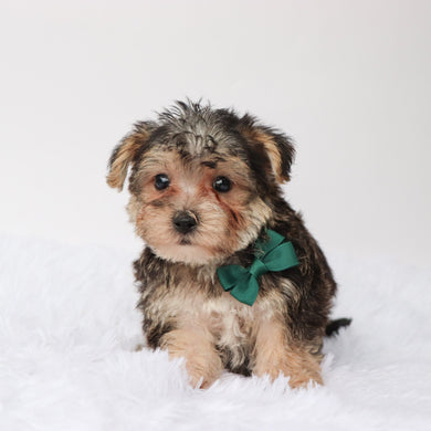 Marlowe - Available Now