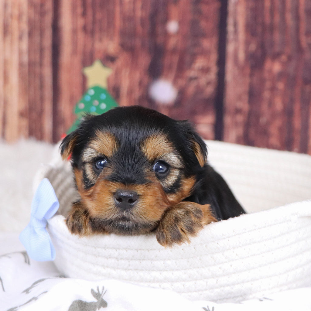 Marion - Available 12/31