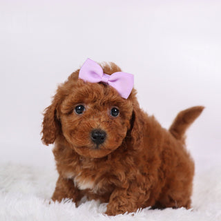 Marsha - Available 10/9