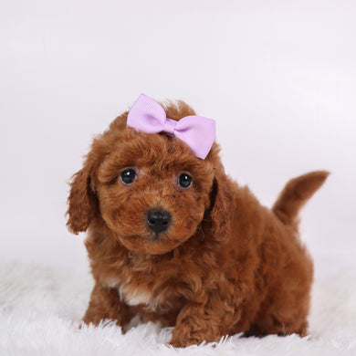 Marsha - Available 10/9