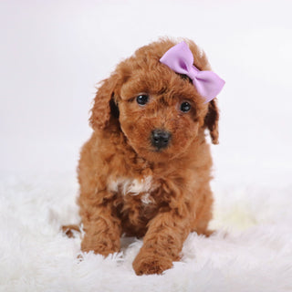 Marsha - Available 10/9