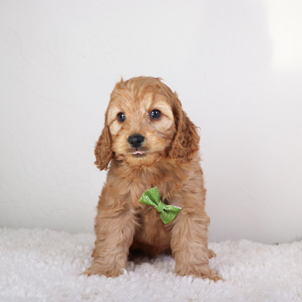 Marshall - Available 5/7