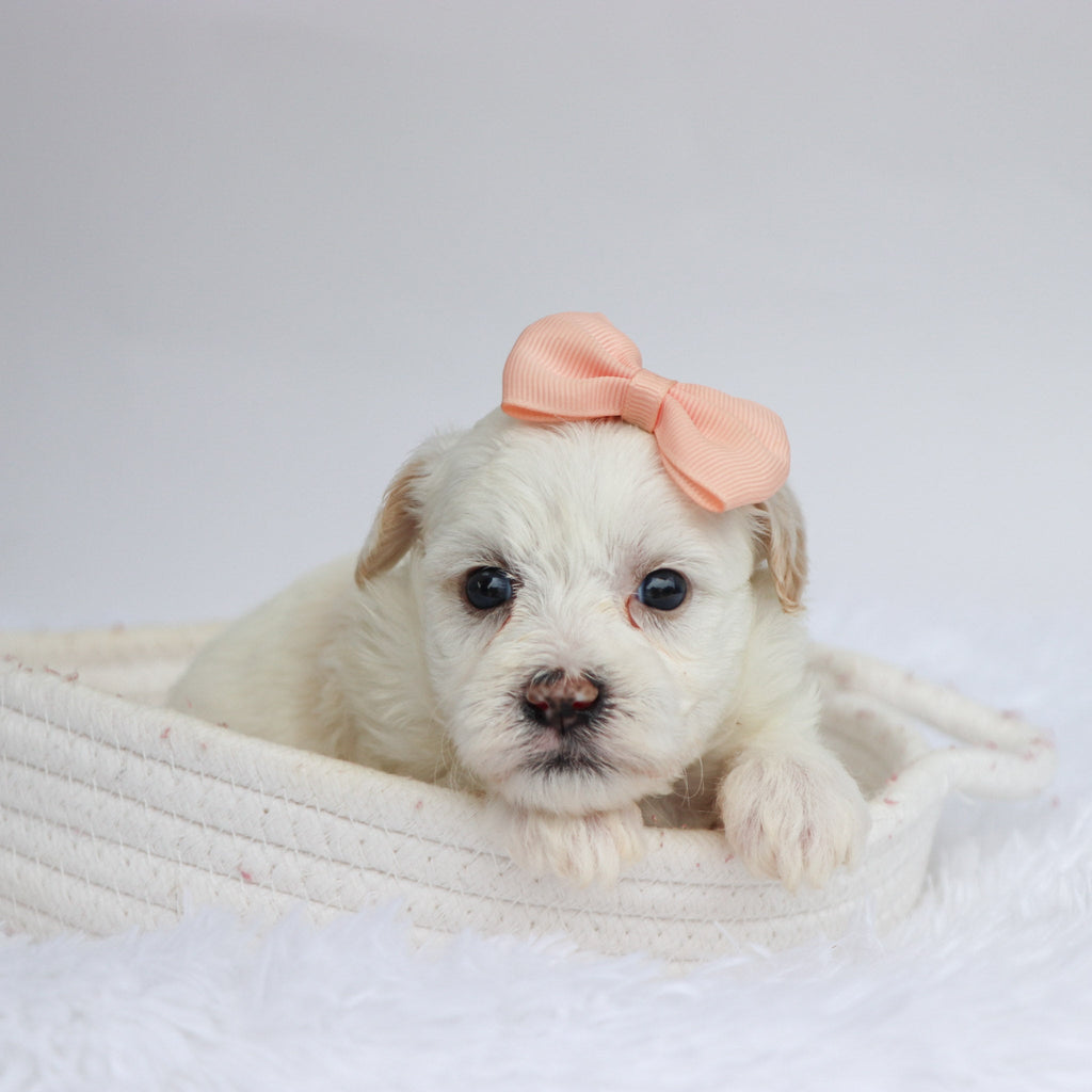 Martha - Available 9/17
