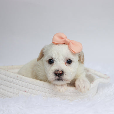 Martha - Available 9/17