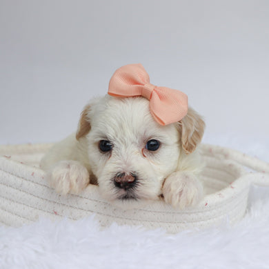 Martha - Available 9/17