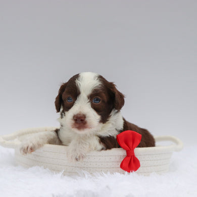 Martin - Available 7/23