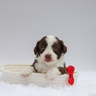 Martin - Available 7/23