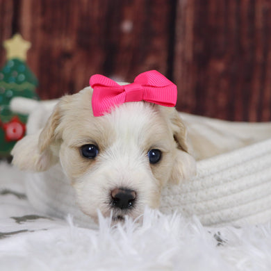 Mary - Available 12/31